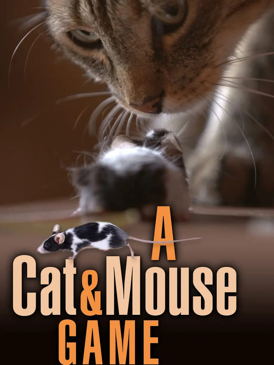 猫鼠游戏 2019